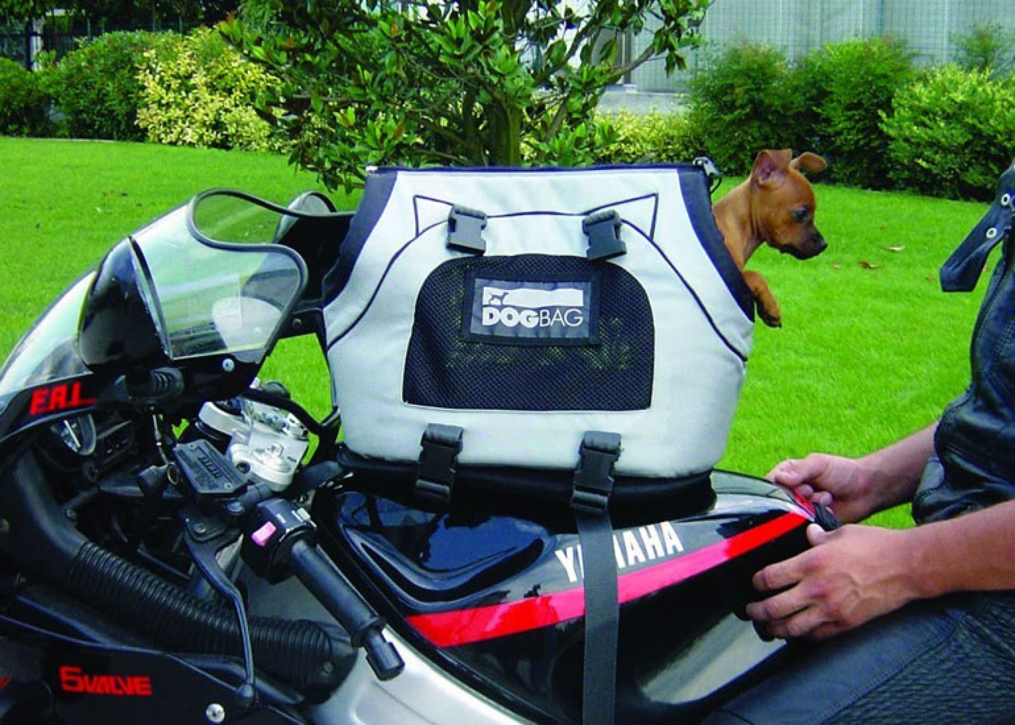 Best Motorcycle Pet Carrier for 2021 Reviewed Road Racerz